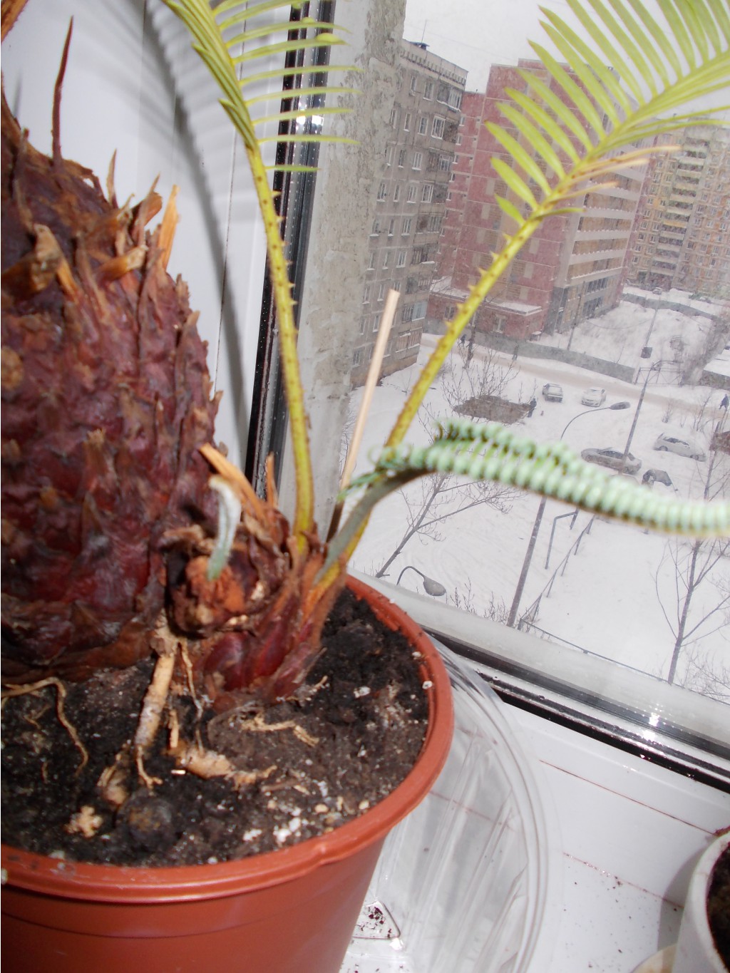 DSCN1505.JPG