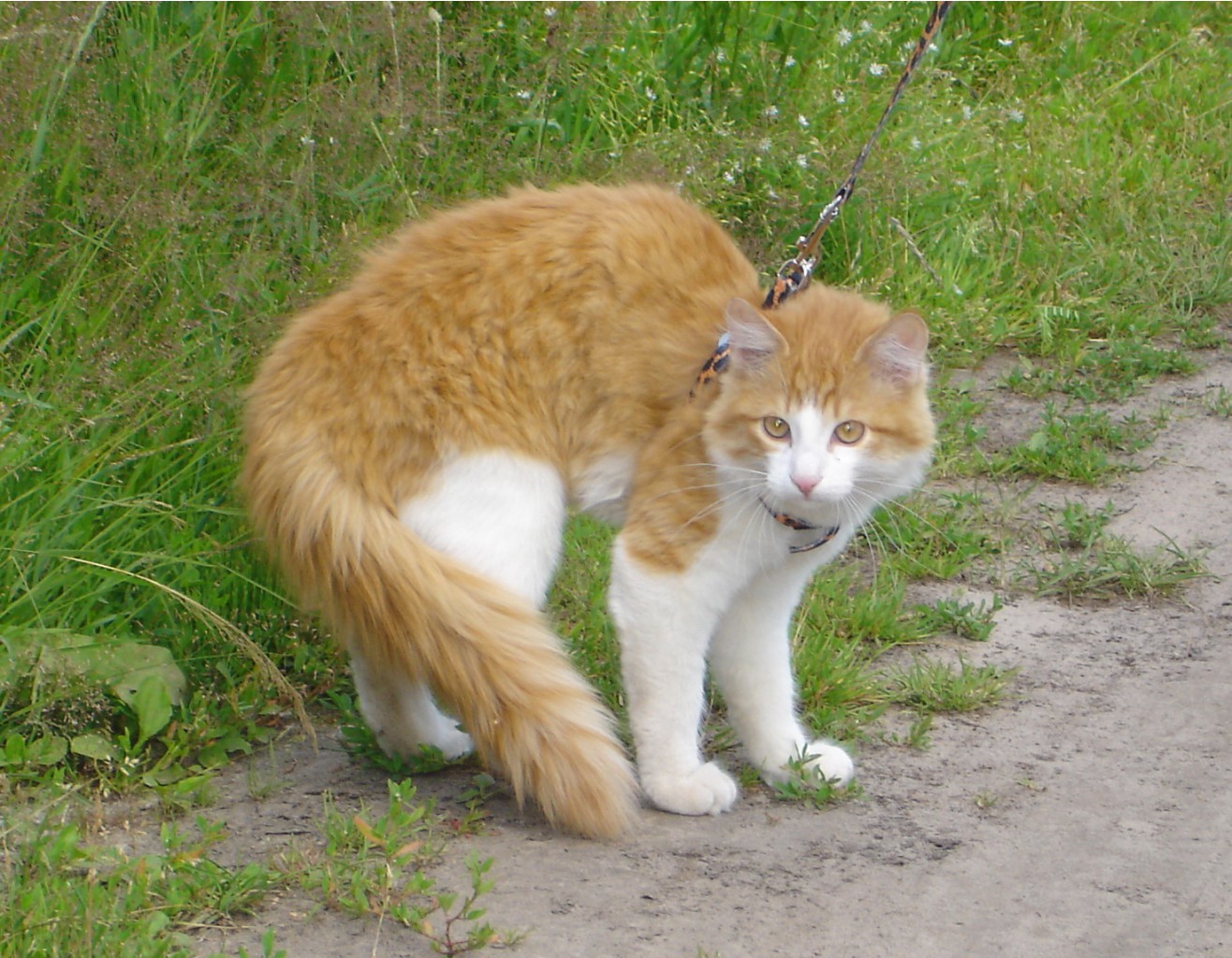 DSC01631.JPG