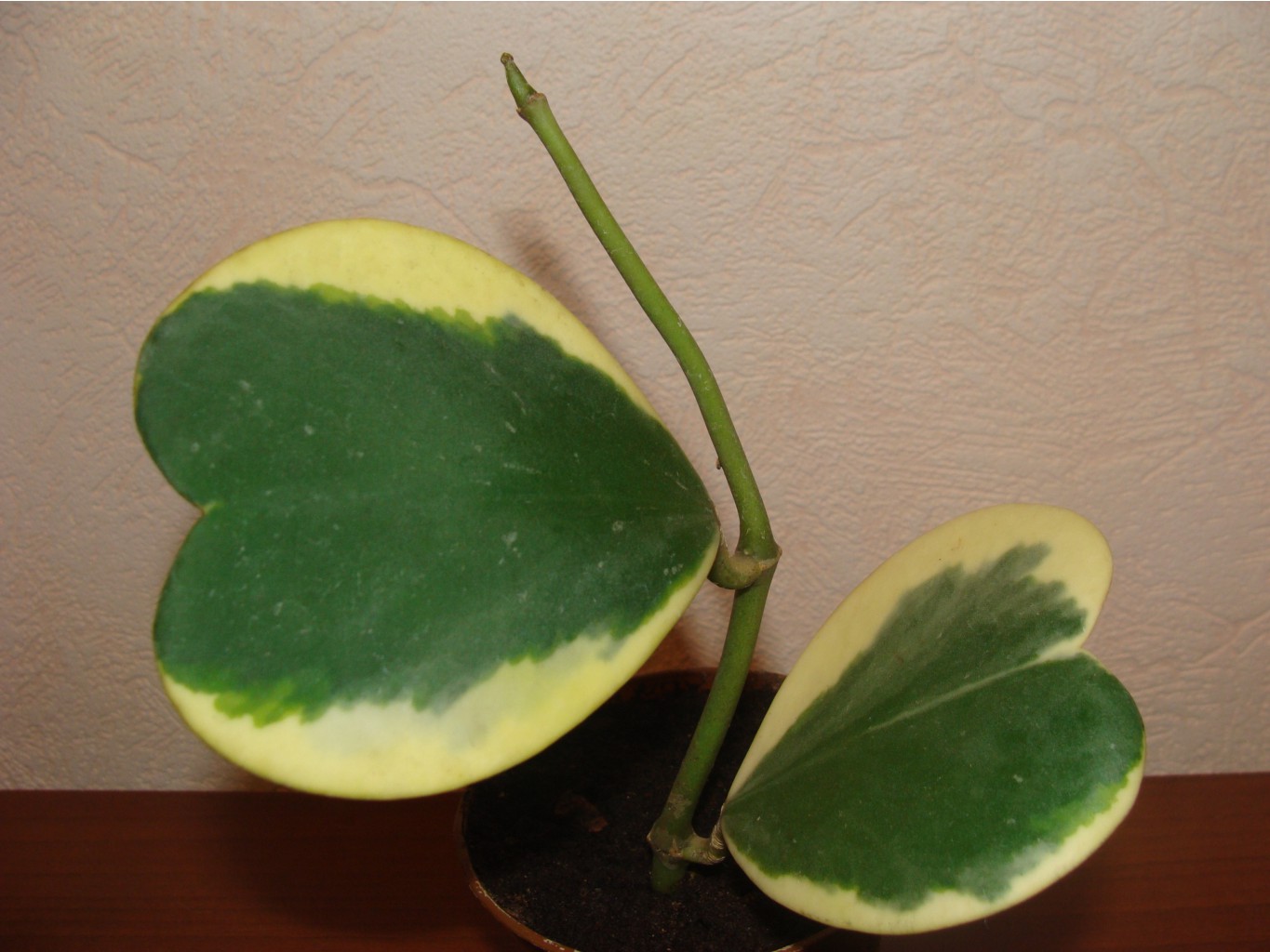 Hoya kerrii variegata  