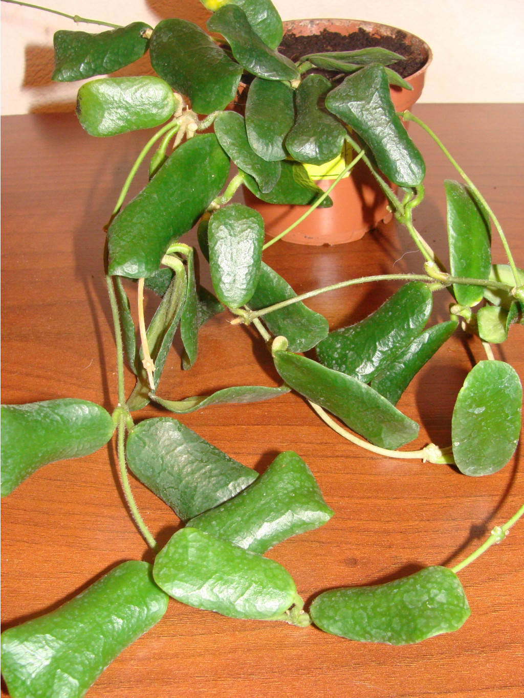 Hoya lyi (Burma) 