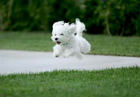 puppy-running.jpg