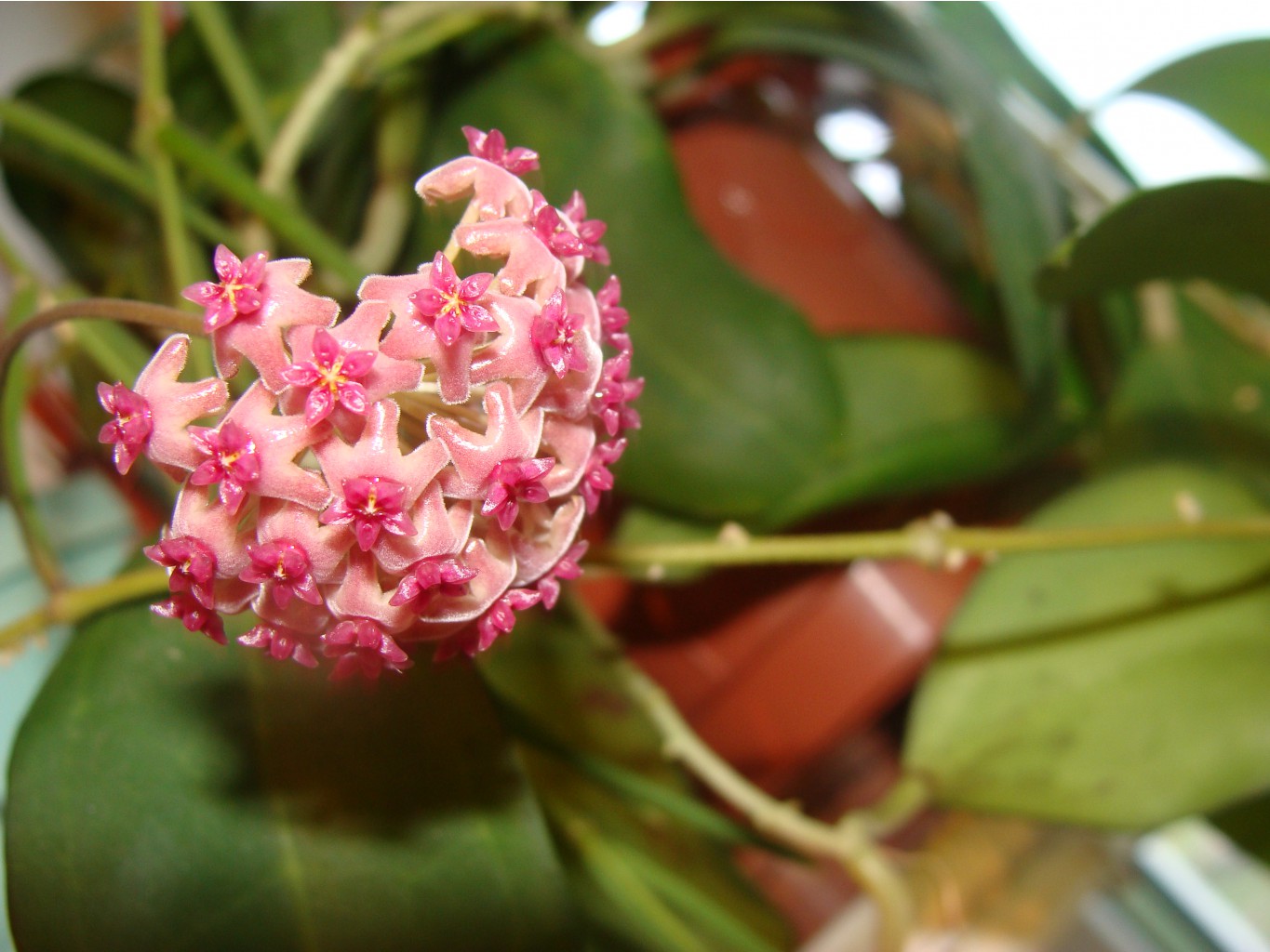 Camphorifolia