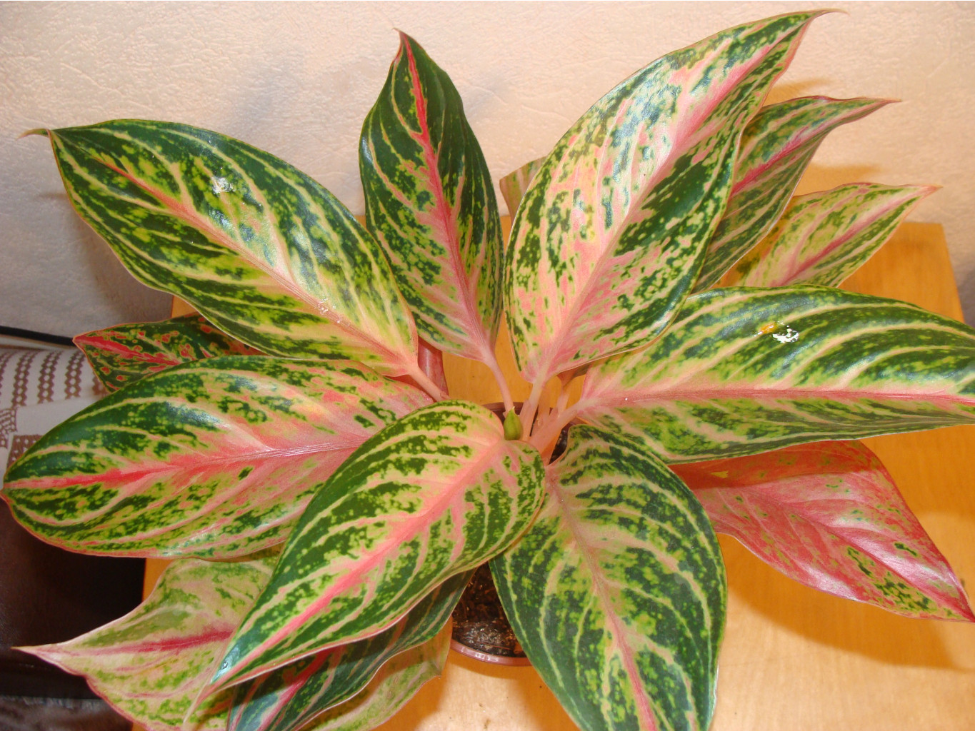 Aglaonema Butterfly