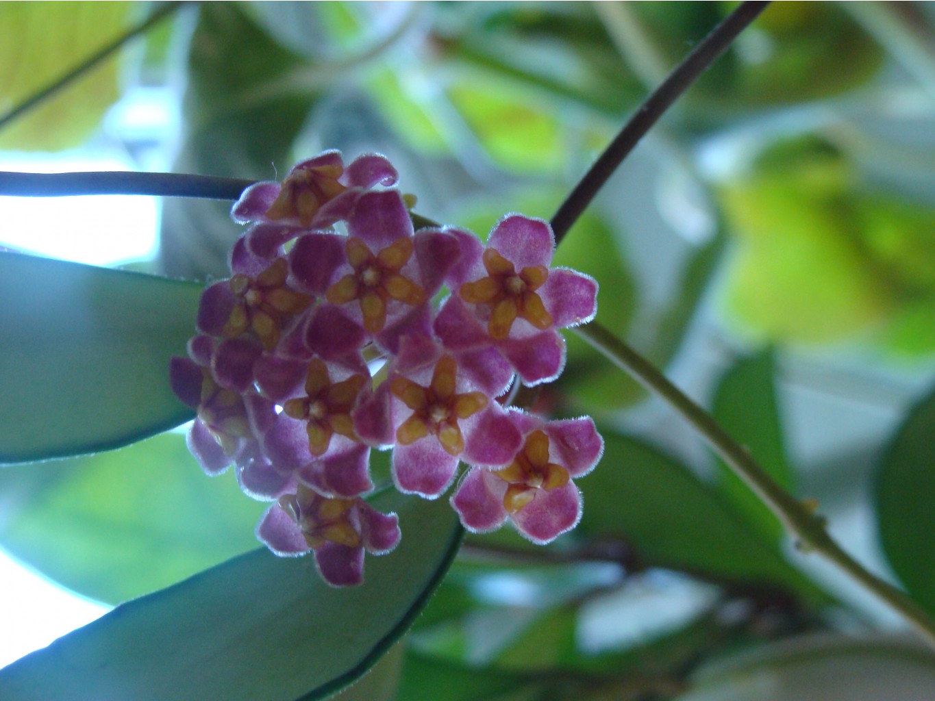 Hoya davidcummingii 