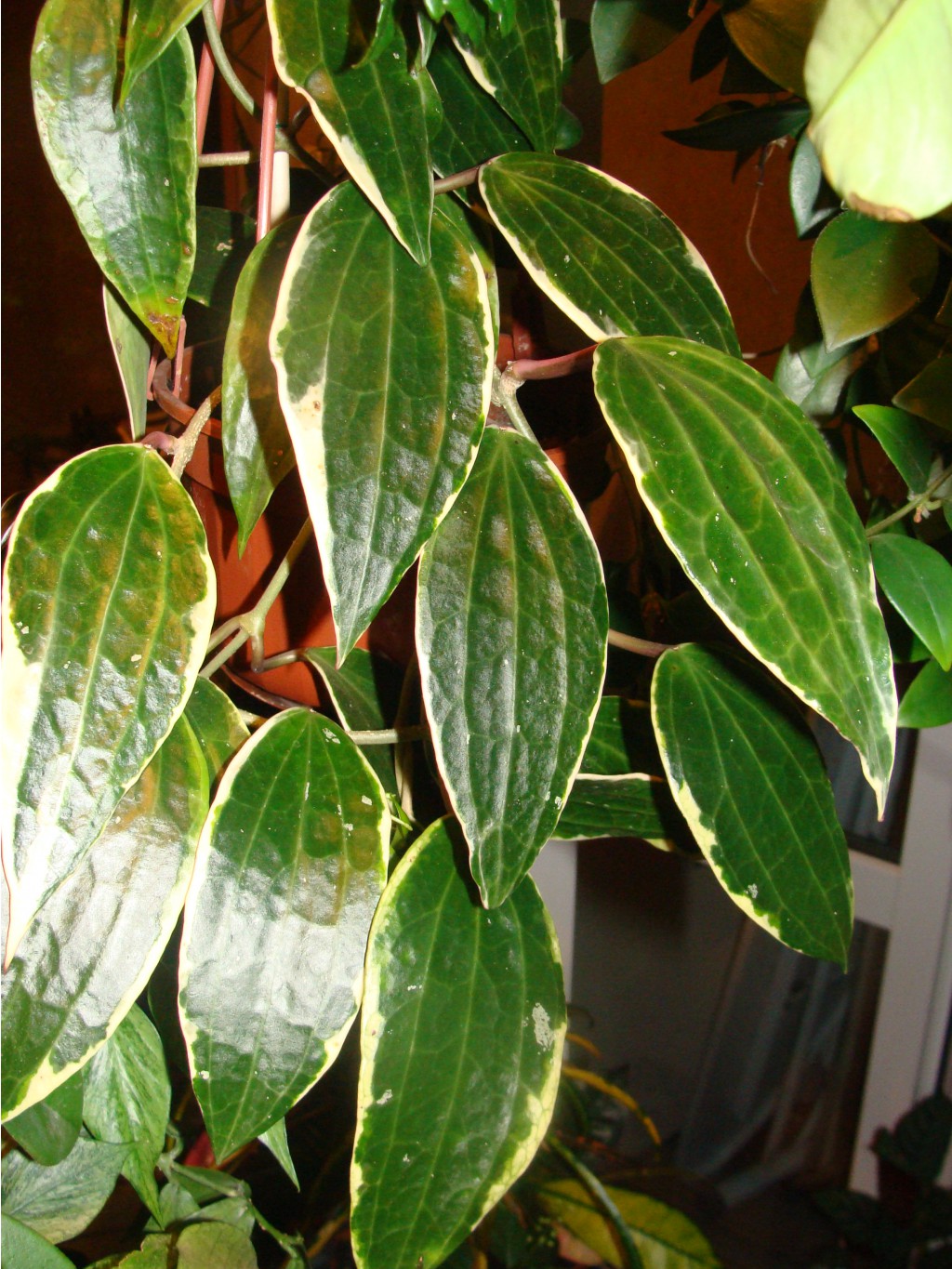 Hoya macrophylla variegata 