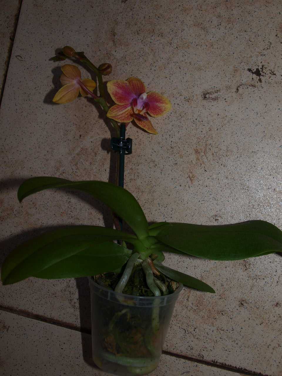 Phalaenopsis Sogo Gotris.JPG