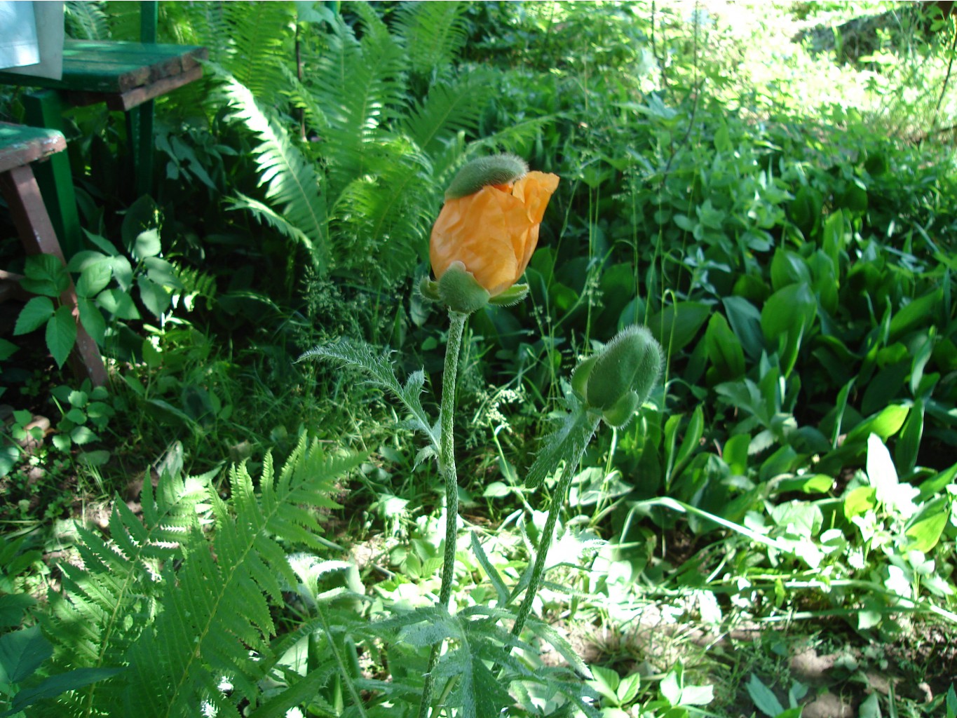 DSC07274.JPG