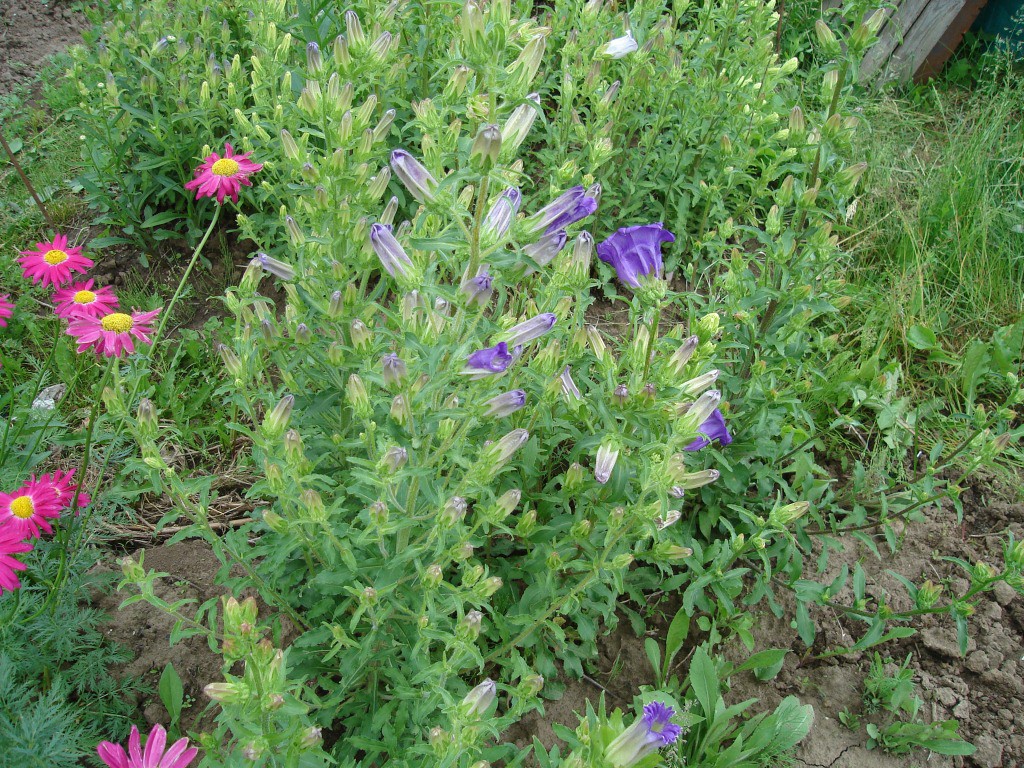 DSC06585.JPG