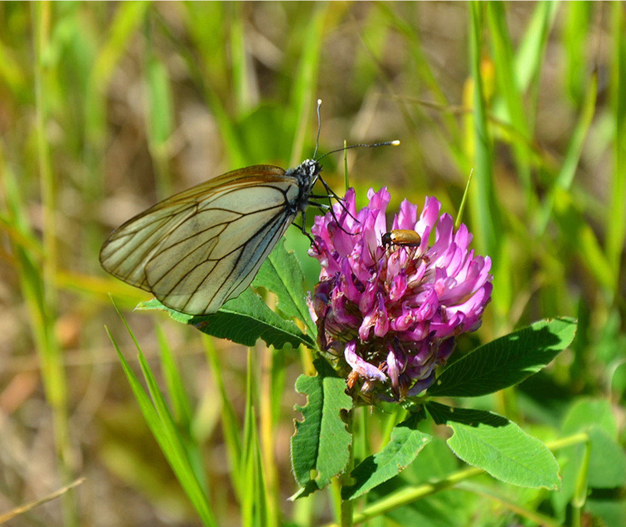 DSC_01776666.jpg