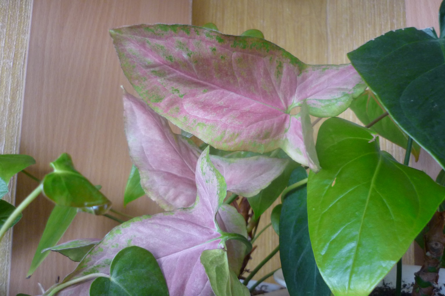 SYNGONIUM NEW Red -