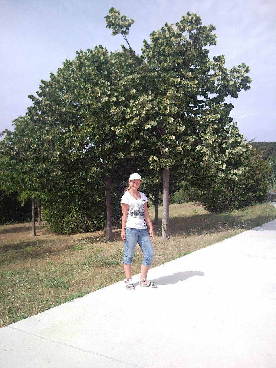 Липа