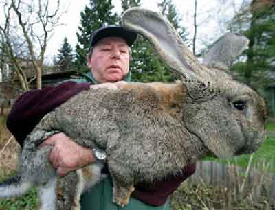 1292836443_giant-rabbit2.jpg