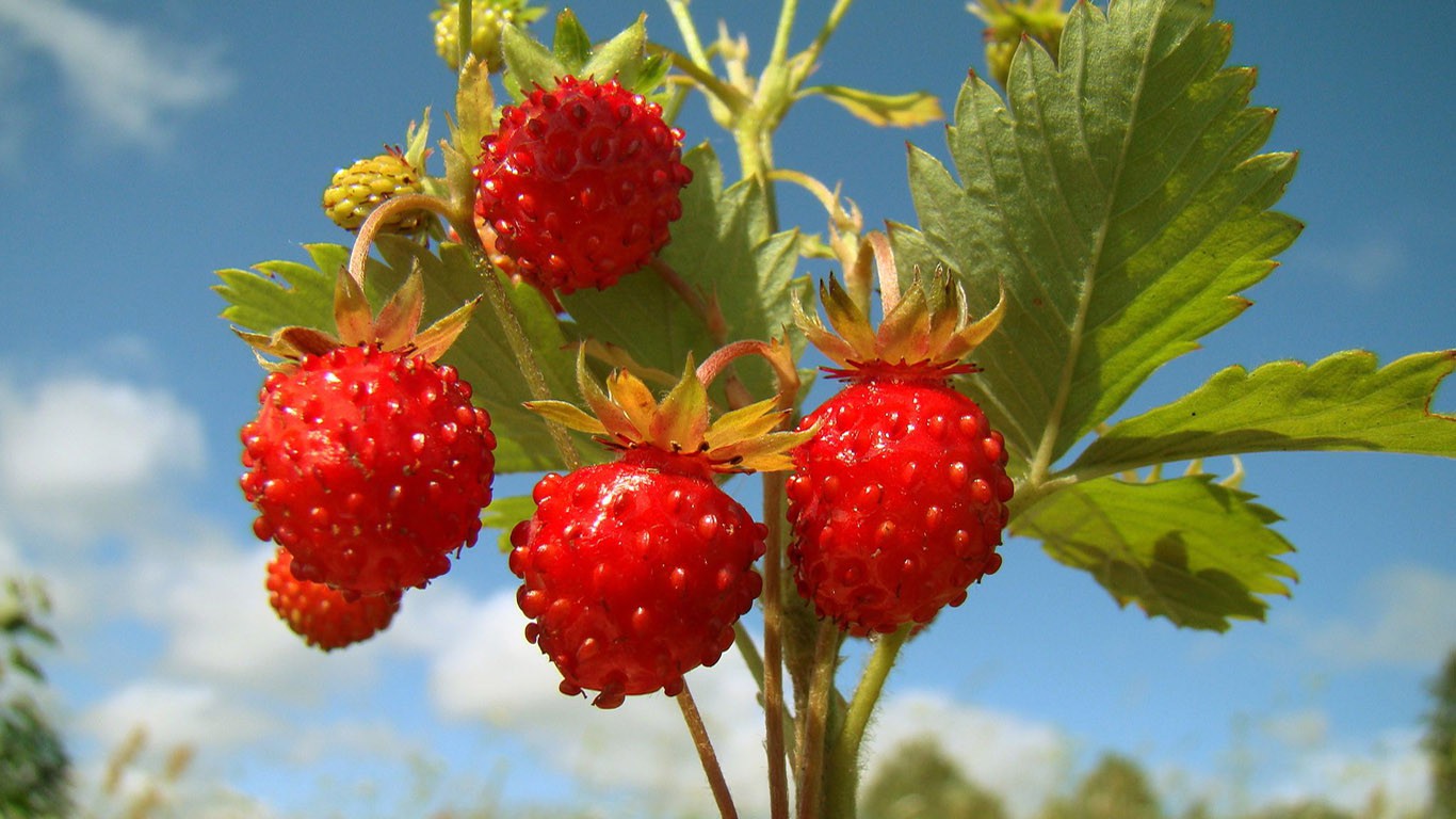 strawberry-wallpaper-1366x768.jpg