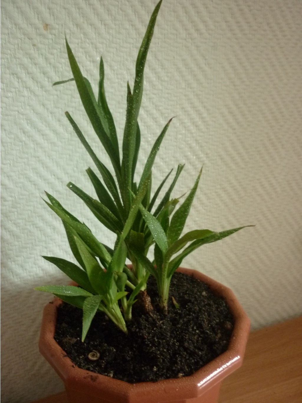 Кордилина (обычная зеленая)