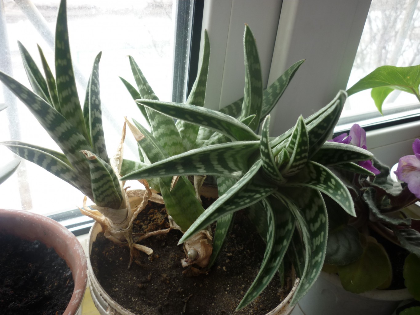   (Aloe variegata), (   )  