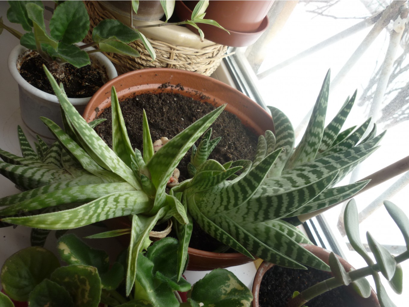Алоэ пестрое (Aloe variegata) .Отросток- 80 руб. 
