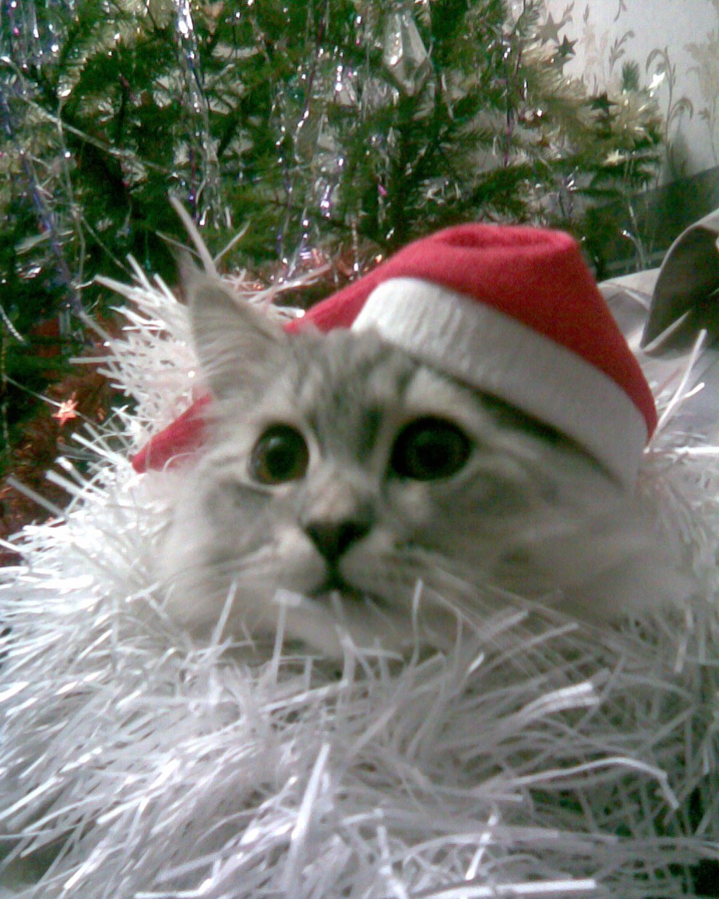 Символ Нового 2011 Года!