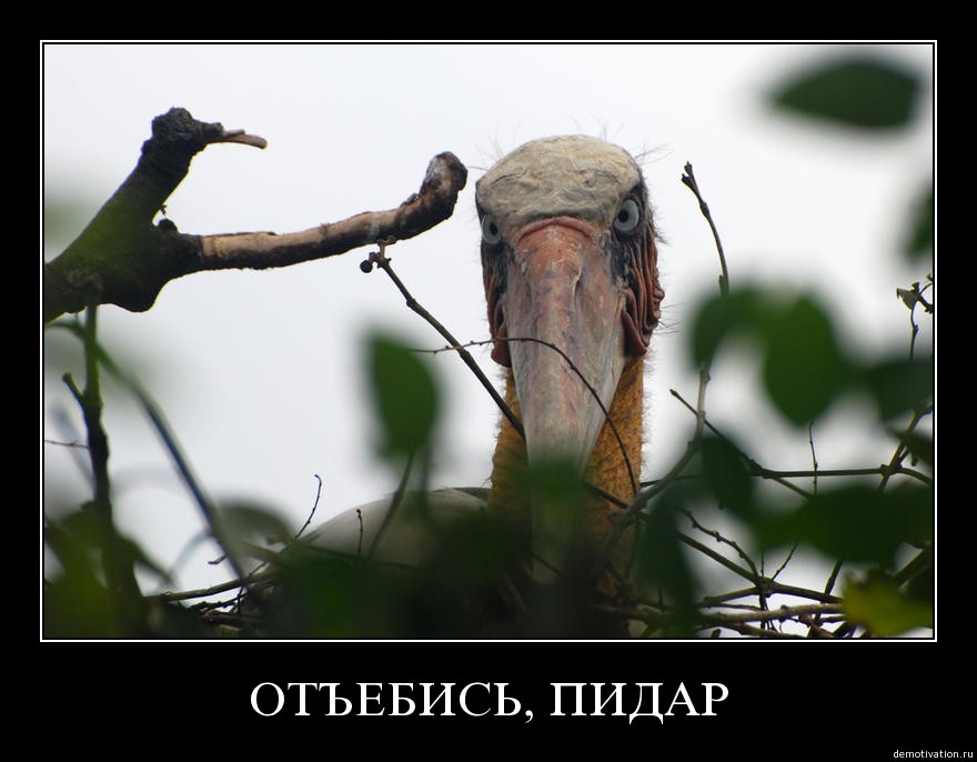 2odn0dnlp5ko.jpg