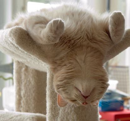 66_cats_25623.jpg