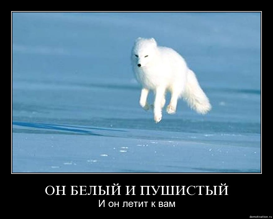 pvan1novap1w.jpg
