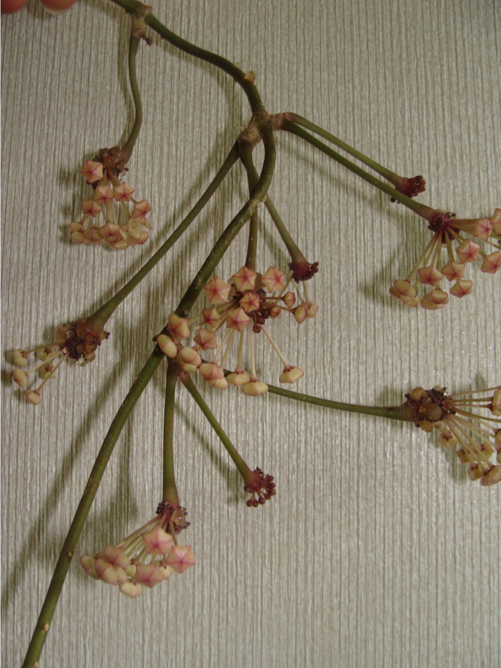  Hoya macrophylla variegata 