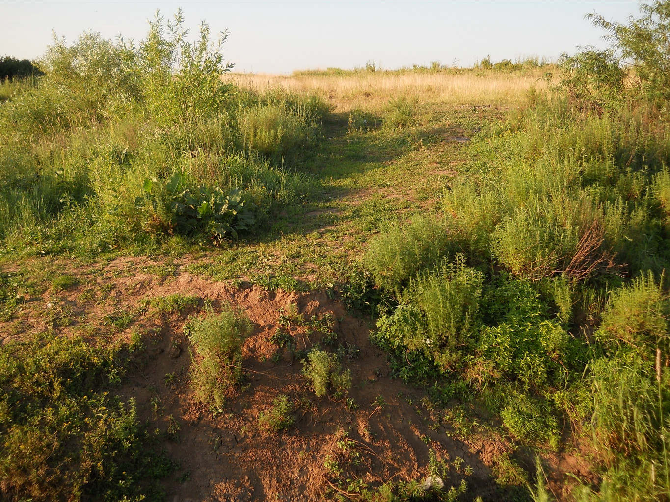 DSCN1618.JPG
