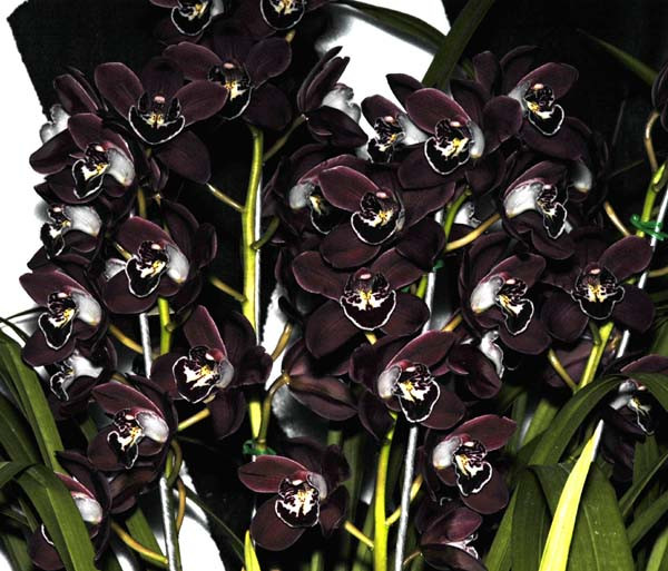 15351-chocolate_cymbidium.jpg