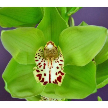 Cymbidium-Orchids-Green-Burgundy-Lip-Fern-Hill-350.jpg