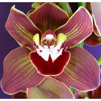 Novelty-Cymbidium-Orchids-Lime-Yellow-Burgundy-Chocolate-350.jpg