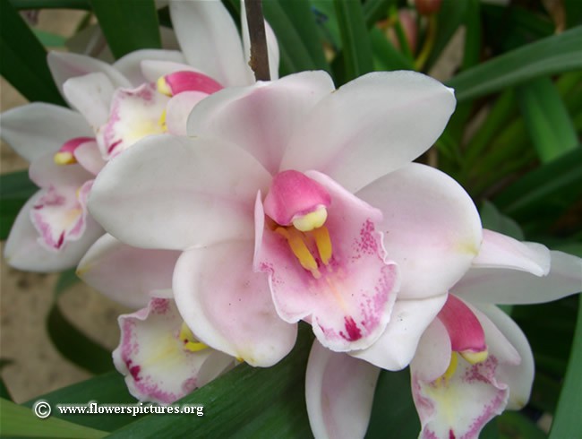 white-and-pink-cymbidium.jpg