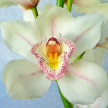 White-Blush-Pin-Stripes-Cymbidium-Orchids-Lucky-350.jpg