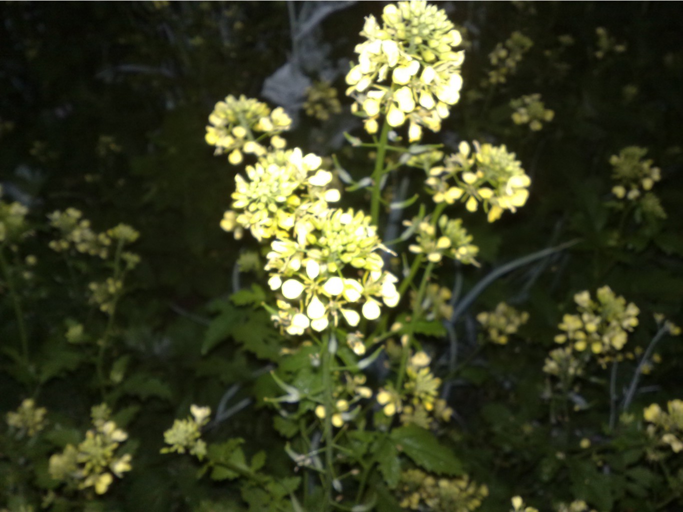 07072012991.jpg