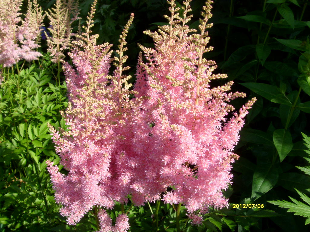 S73R2123.JPG