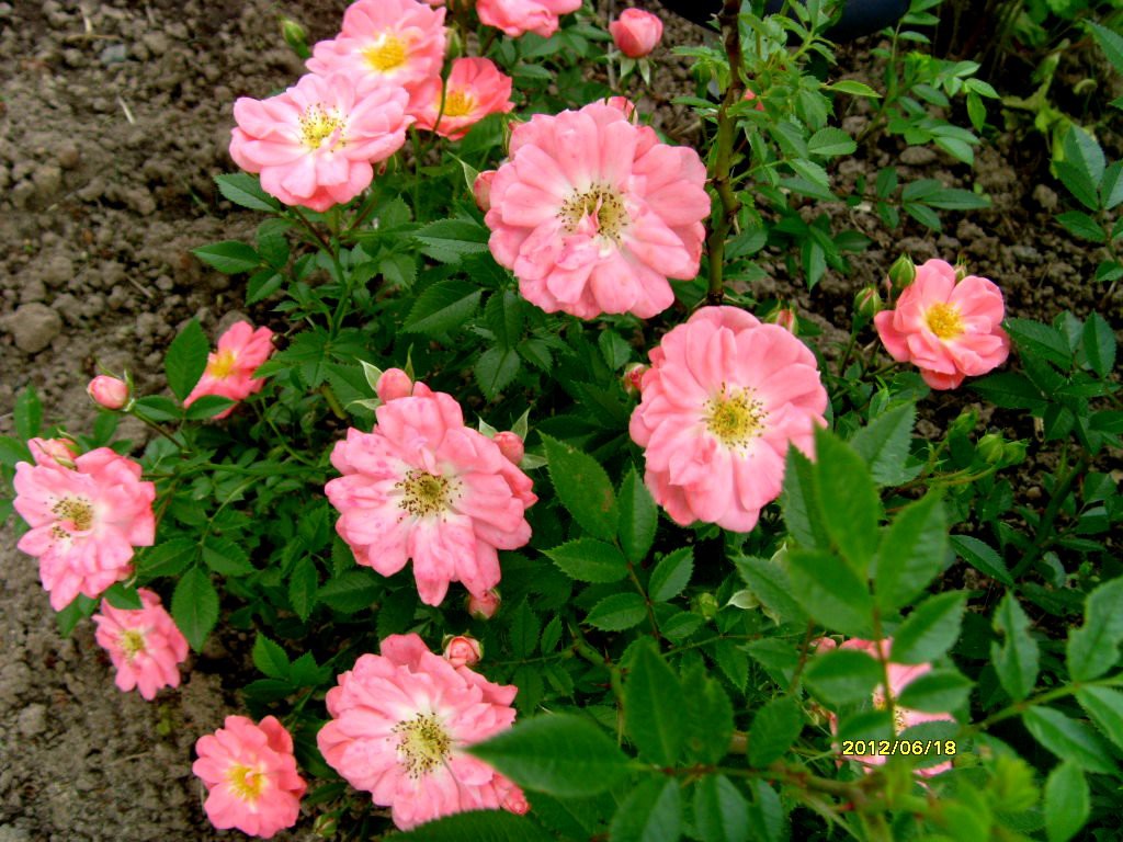 S73R1508.JPG