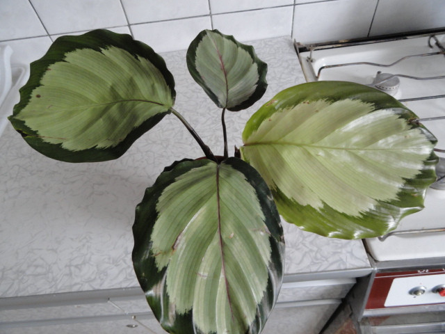    Calathea roseopicta 'Rosastar'-250- 350   .-