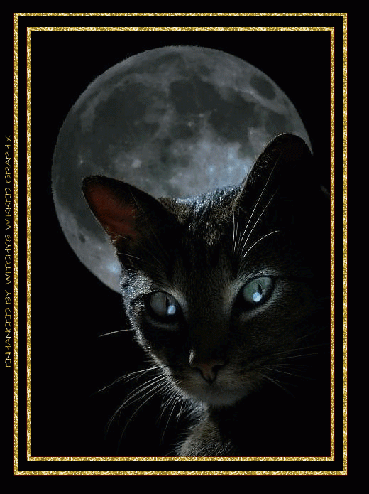 черный кот 1.png