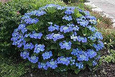 5713573.Hydrangea_m._Blaumeise_2-02.jpg