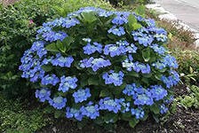 5713573.Hydrangea_m._Blaumeise_2-02.jpg