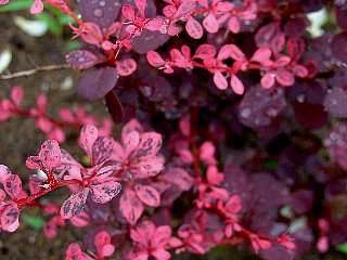 5713543.Berberis_thunbergii_Harlequin_2-21.jpg