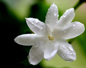 jasmine1-300x239.jpg