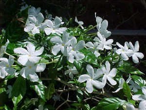 jasmine3-300x225.jpg