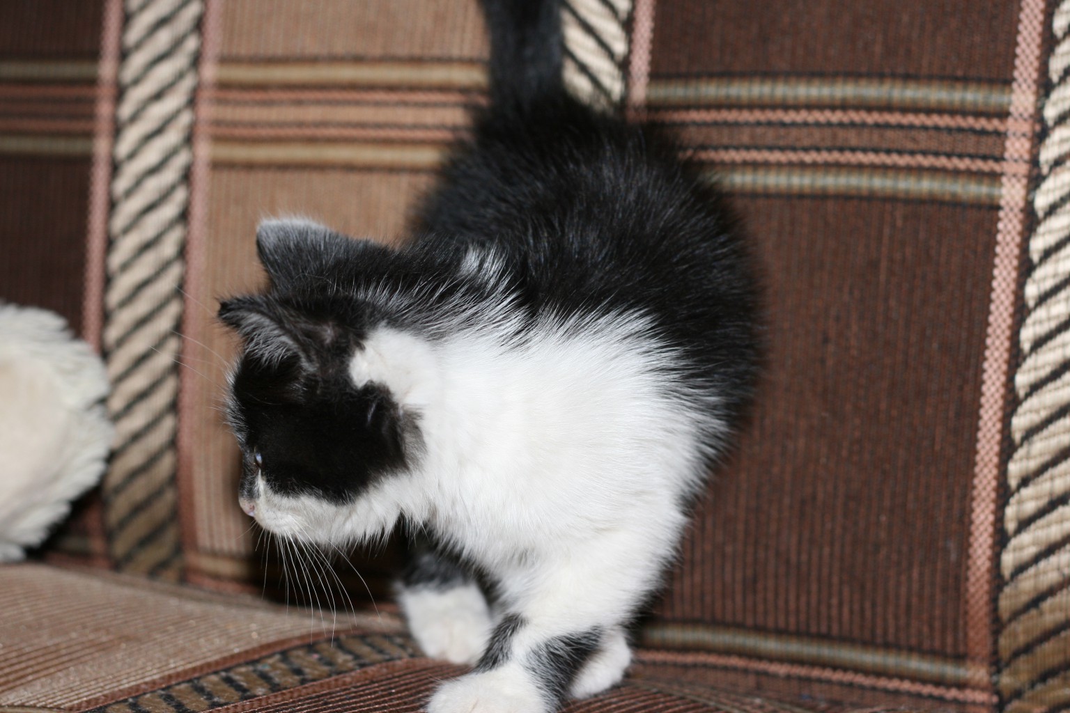 img4868.JPG