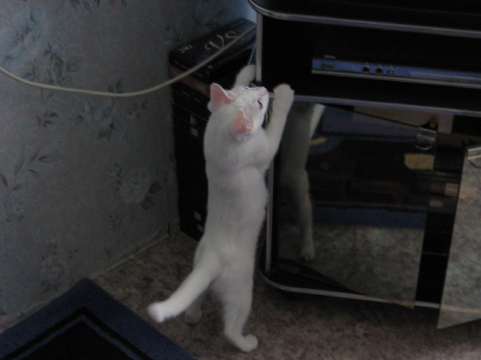 дайти птичку!