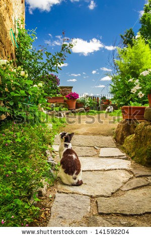 stock-photo-two-cats-in-ancient-garden-141592204.jpg