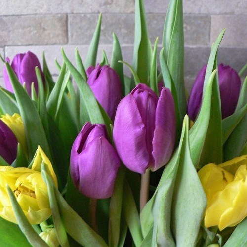 tulip-mix-23-500x500.jpg