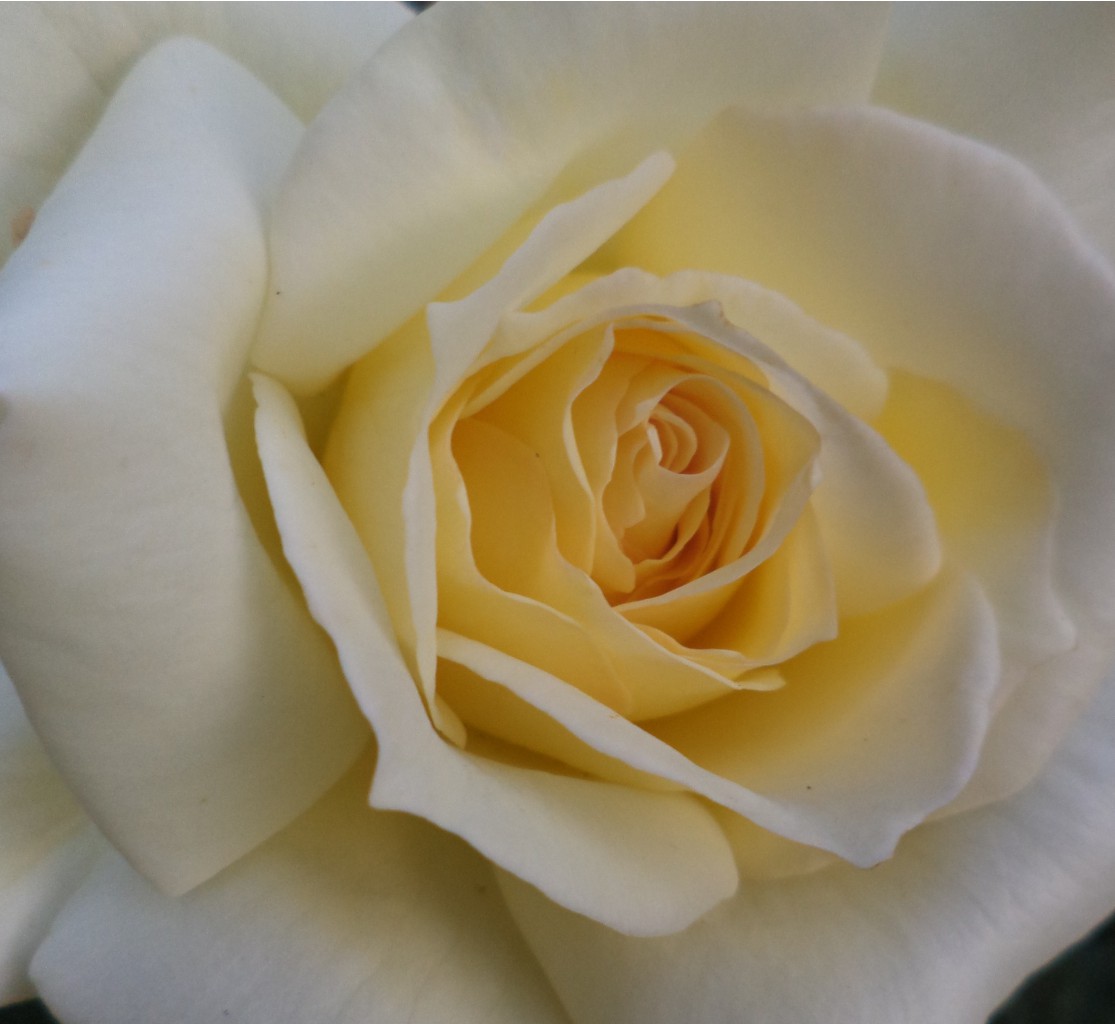 DSC02937 - .JPG