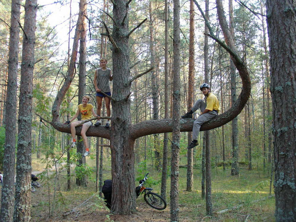 тирезубец