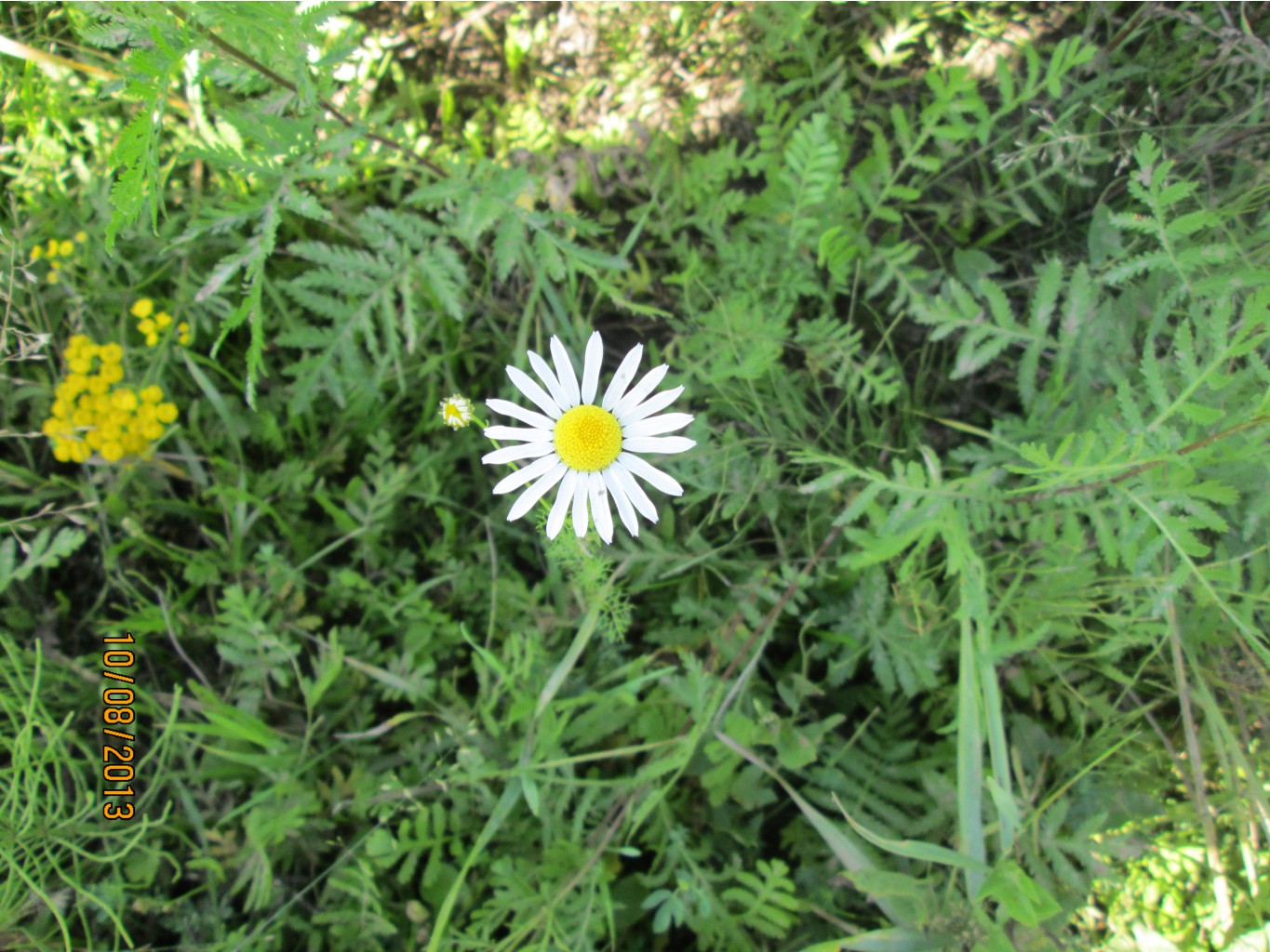IMG_1433.JPG
