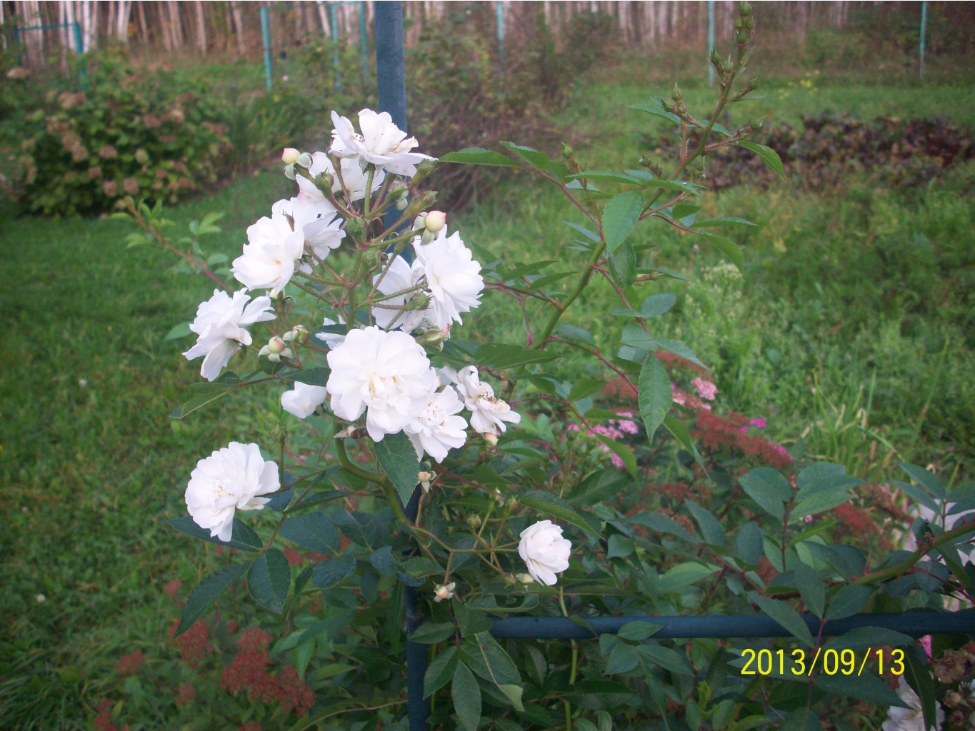 100_2813.JPG