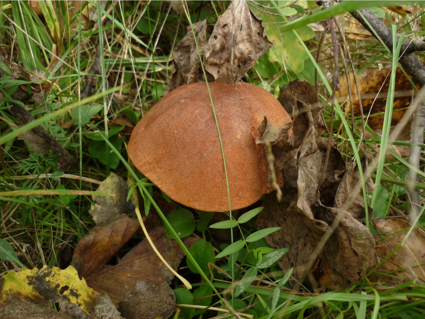 P1110462.JPG